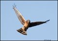 _0SB1857 northern harrier with mouse